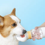 Portable Walking Dog Drinking Water Pet Supplies