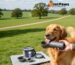 Hydration Gear for Dogs on the Go UK