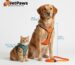 UK pet harness sizing guide