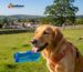 safe drinking solutions for travelling pets